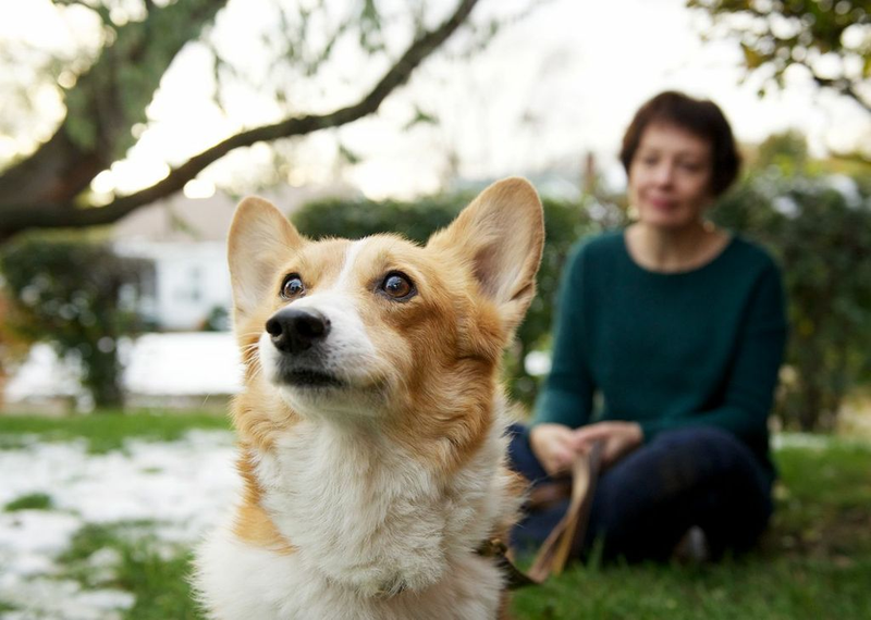 Illustration for article titled Your Morning Cry: Photos of People With Their Elderly Pets, Oh God
